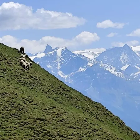Panoramic View